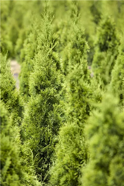 thuja smaragd dunkelgrün Thuja occidentalis 'Smaragd' / Lebensbaum
