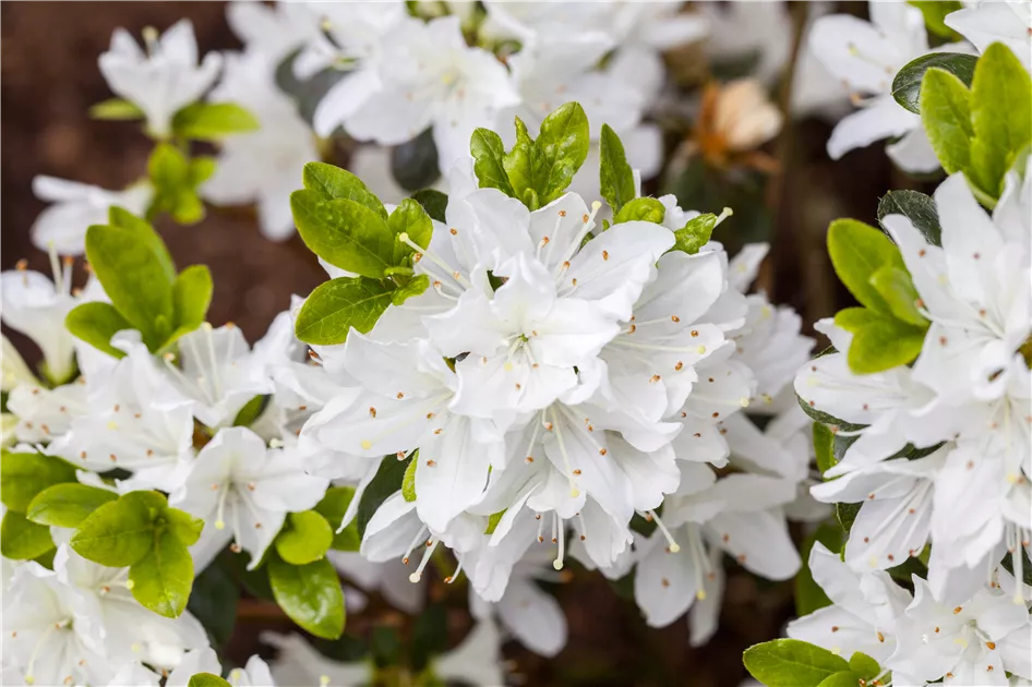 Rhododendron obt.'Kermesina Alba' III, Japanische Azalee 'Kermesina Alba' -  Baumschule Bhlje