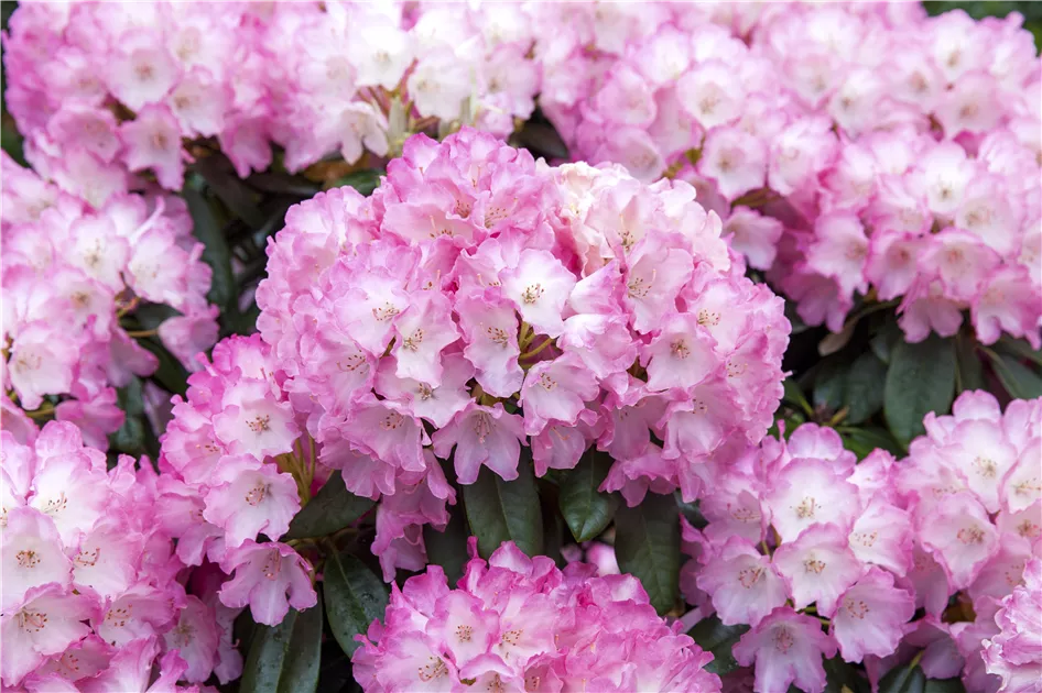 Rhododendron yak.'Fantastica' I, Yaku-Rhododendron 'Fantastica' -  Baumschule Bhlje