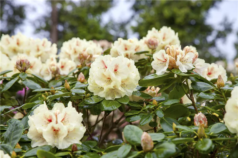 Rhododendron yak.'Flava' I