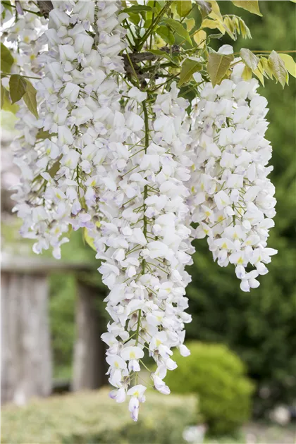 Wisteria sinensis 'Alba', Weier Cin.Blauregen - Baumschule Bhlje