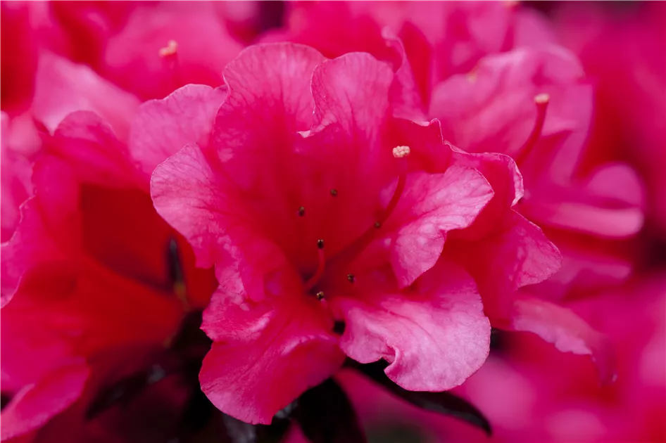 rhododendron trit. d2 Martin 241
