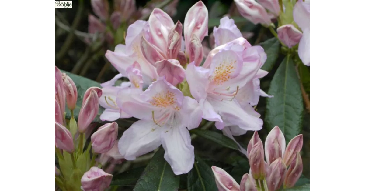 Rhododendr.'Lavendelmilch' (Azaleodend.), Rhododendron 'Lavendelmilch' -  Baumschule Bhlje
