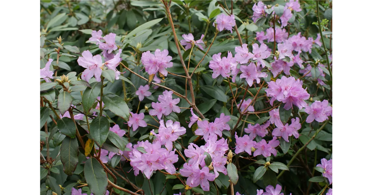 wie gro wird eine stechpalme Ilex crenata