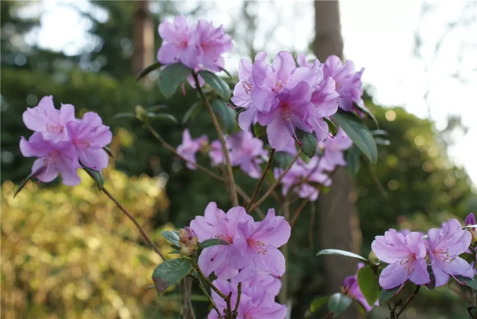 Rhododendron 'Praecox'