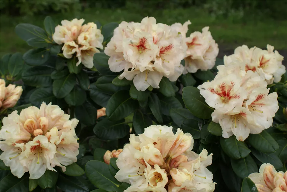Rhododendron Hybr.'Goldbukett' IV, Rhododendron-Hybride 'Goldbukett' -  Baumschule Bhlje