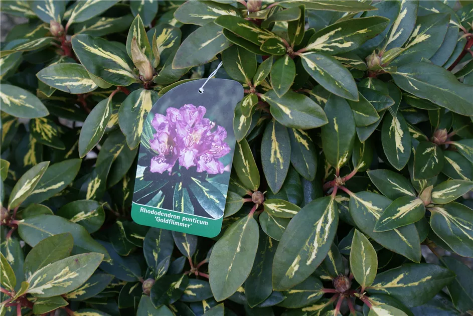Rhododendron Hybr.'Goldflimmer' III, Rhododendron-Hybride 'Goldflimmer' -  Baumschule Bhlje