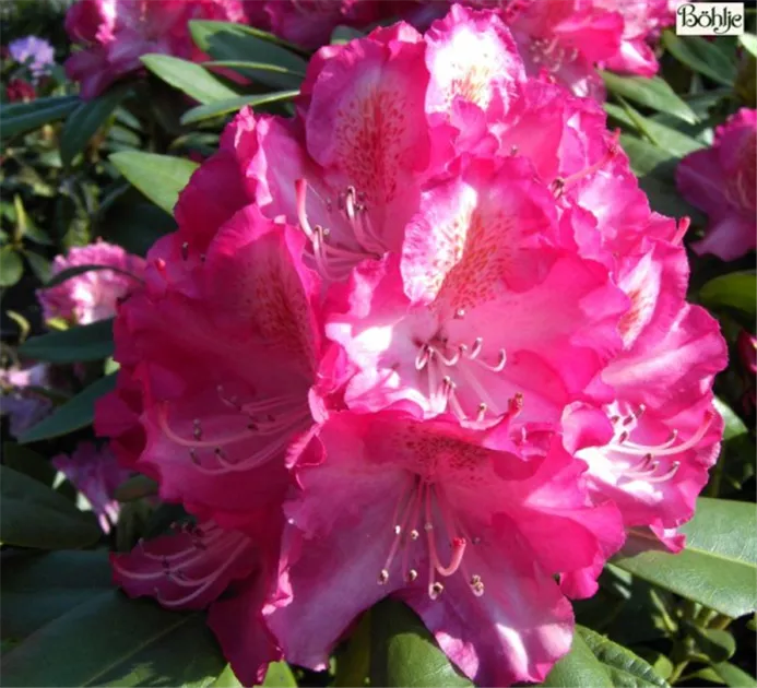 Rhododendron Hybr.'Lausitz' II