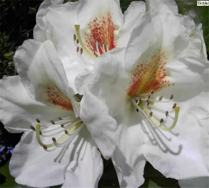 Rhododendron Hybr.'Phyllis Korn' III, Rhododendron-Hybride 'Phyllis Korn' -  Baumschule Bhlje