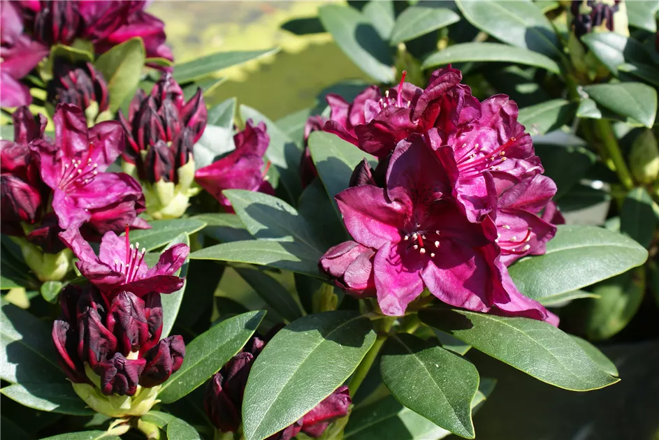 Rhododendron Hybr.'Polarnacht' III, Rhododendron-Hybride 'Polarnacht' -  Baumschule Bhlje