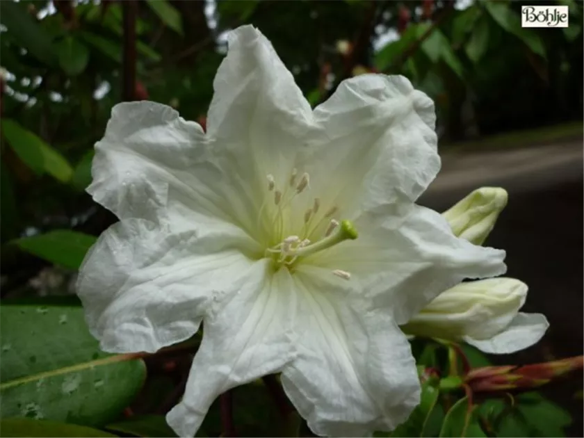 rhododendron preise Rhododendron Roseum Elegans | 60-80 cm mit Wurzelballen