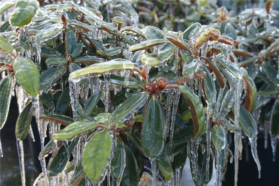 thuja smaragd balkon Thuja "Smaragd" (100-120 cm) im Topf