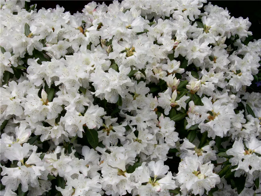 Rhododendron carolin.'Dora Amateis' - Baumschule Bhlje