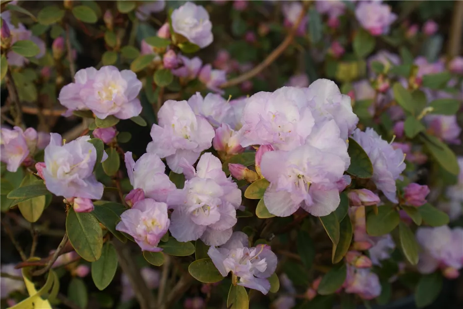 Rhododendron dauric.'April Reign'