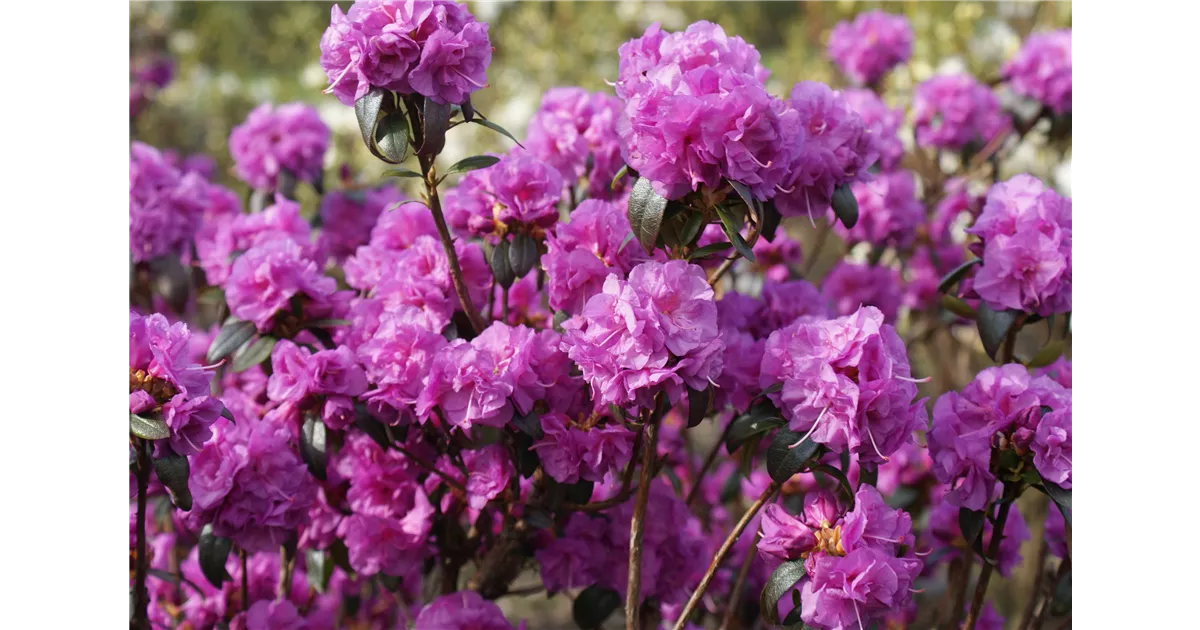 Rhododendron dauric.'April Rose' - Baumschule Bhlje
