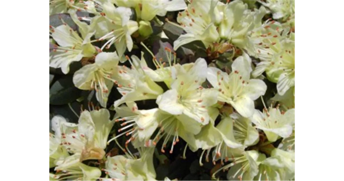 Rhododendron hanceanum 'Princess Anne', Zwergalpenrose 'Princess Anne' -  Baumschule Bhlje