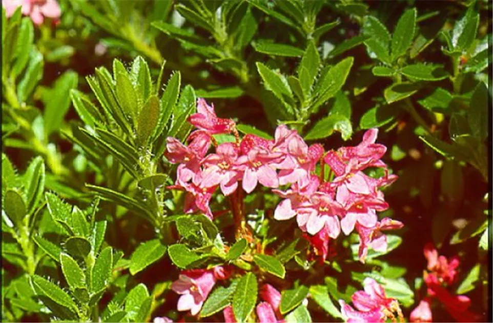 ever red rhododendron Rhododendron Perfecto Mundo&reg; Red Azalea  Wayside Gardens