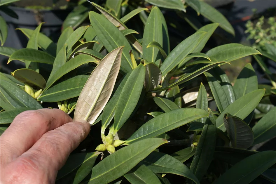 Rhododendron insigne