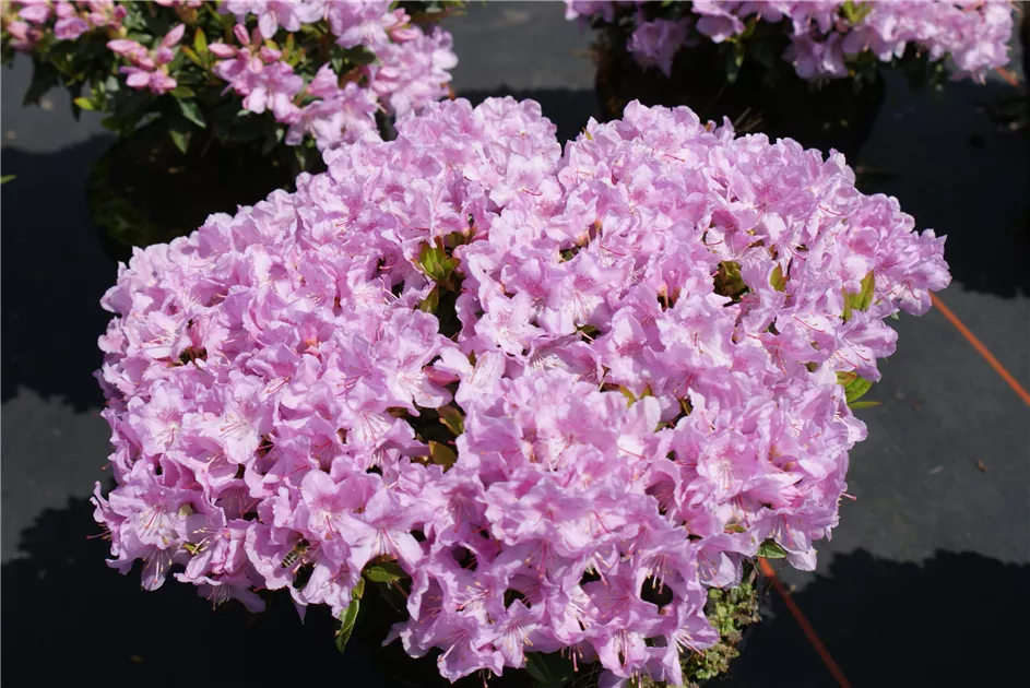 wisteria kaufen Amerikanischer Blauregen 'Amethyst Falls'® / Wisteria frutescens 'Amethyst  Falls'® online kaufen main image 0
