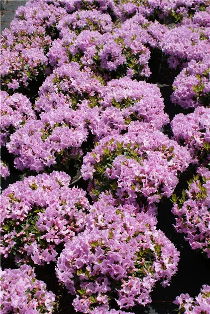 Rhododendron keleticum 'Robert Seleger'