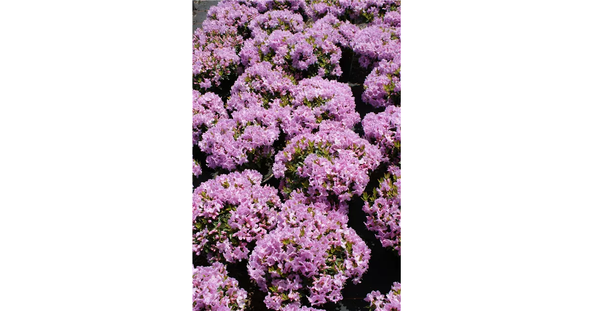 Rhododendron keleticum 'Robert Seleger' - Baumschule Bhlje