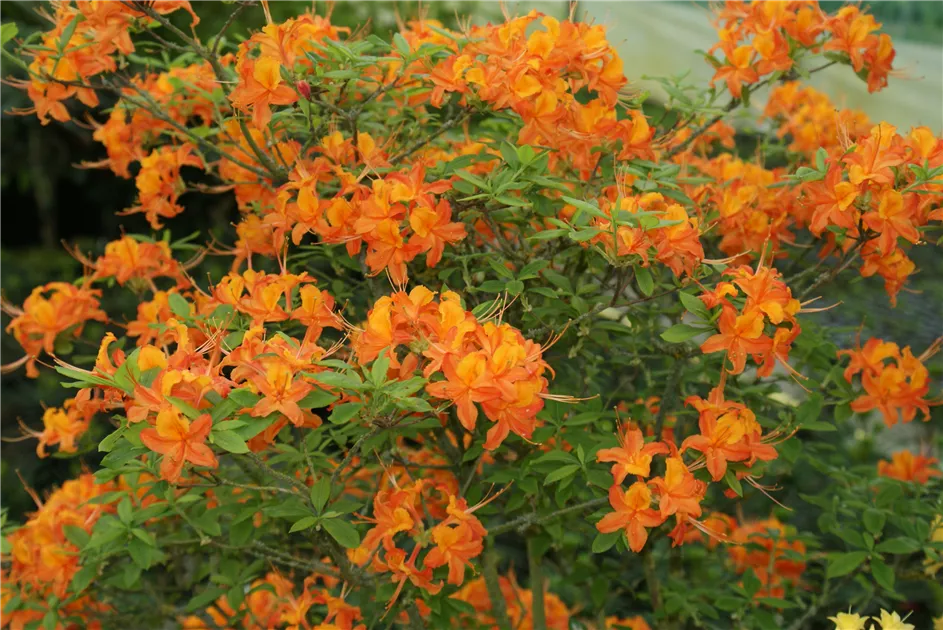 Rhododendron lut.'Coccinea Speciosa' III, Sommergrne Azalee 'Coccinea  Speciosa' - Baumschule Bhlje