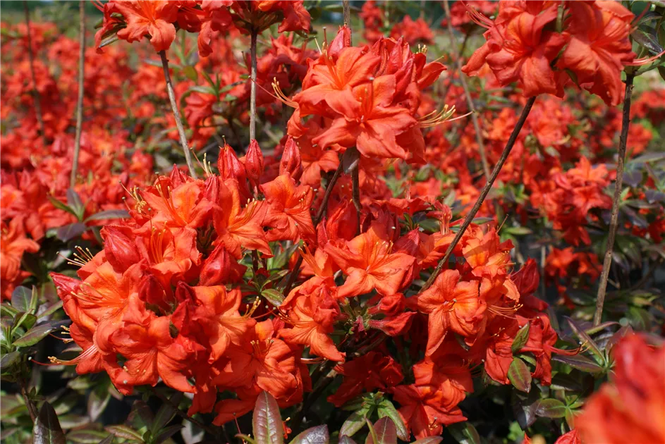 rhododendron im topf winterhart Kaufen Sie jetzt Zierstrauch Rhododendron 'Grandiflorum' lila - Winterhart  kaufen