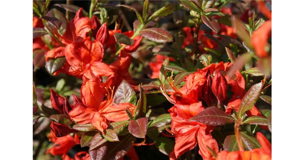 Rhododendron lut.'Fireball' I, Sommergrne Azalee 'Fireball' - Baumschule  Bhlje