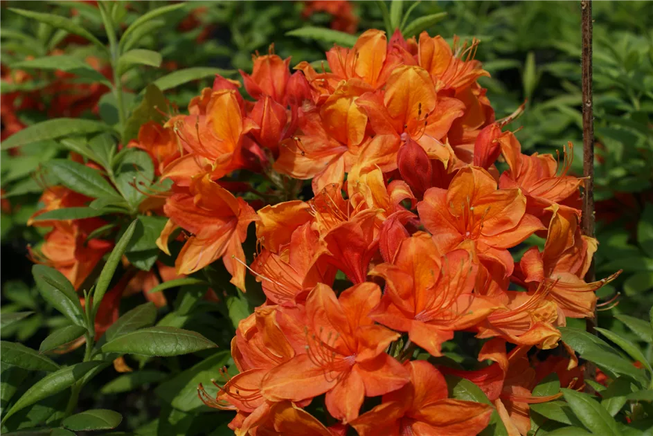 Rhododendron lut.'Golden Eagle' I, Sommergrne Azalee 'Golden Eagle' -  Baumschule Bhlje