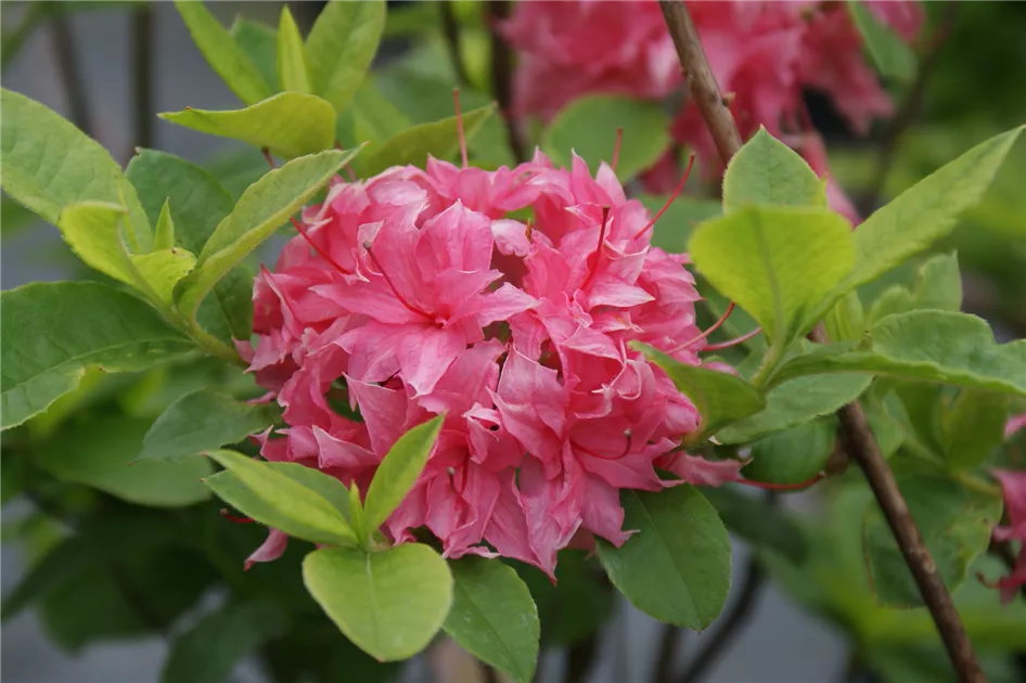 Rhododendron lut.'Homebush' II