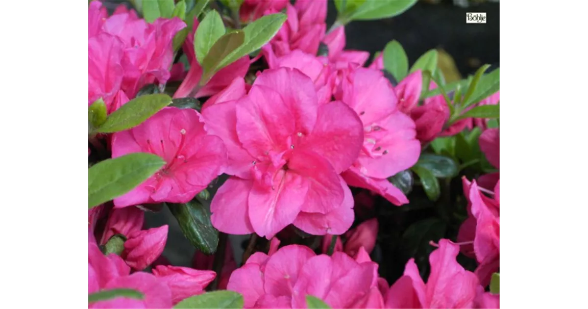 Rhododendron obt.'Canzonetta' III, Japanische Azalee 'Canzonetta' -  Baumschule Bhlje