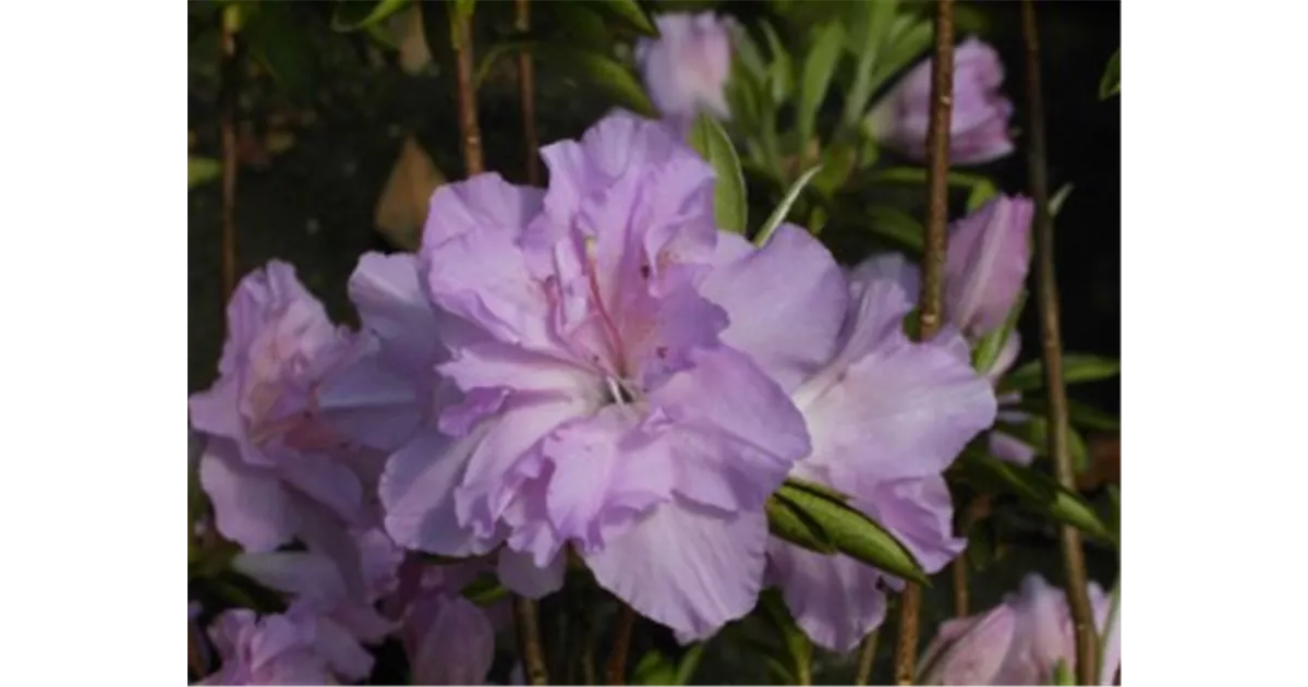 Rhododendron obt.'Elsie Lee' II, Japanische Azalee 'Elsie Lee' - Baumschule  Bhlje