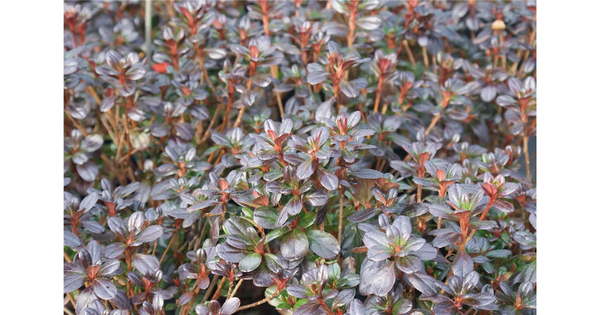 Rhododendron obt.'Gislinde' III, Japanische Azalee 'Gislinde' - Baumschule  Bhlje