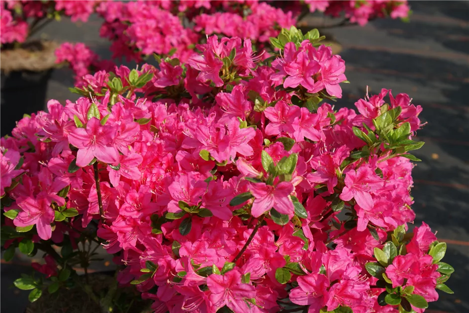 Rhododendron obt.'Kermesina' II