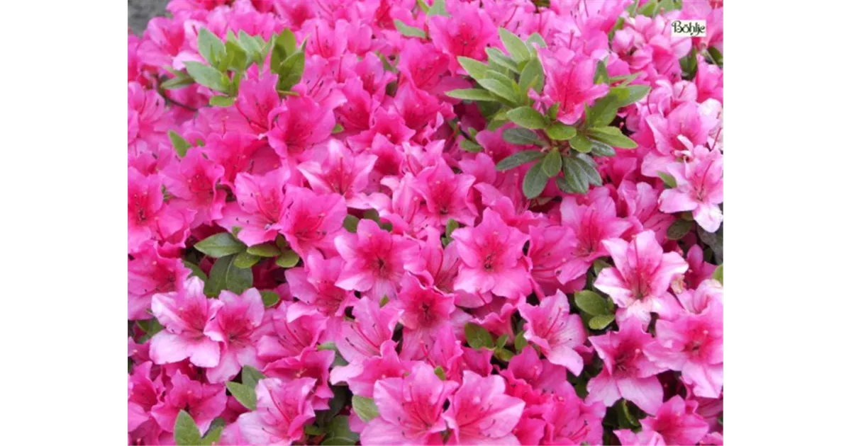 Rhododendron obt.'Michiko' III, Japanische Azalee 'Michiko' - Baumschule  Bhlje