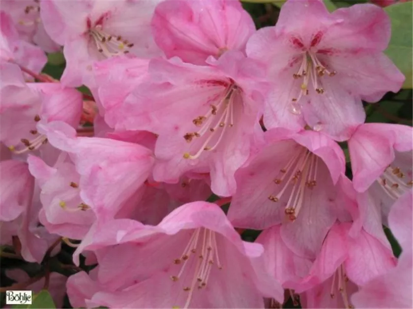 Rhododendron orbiculare 'Blaukpfchen' - Baumschule Bhlje