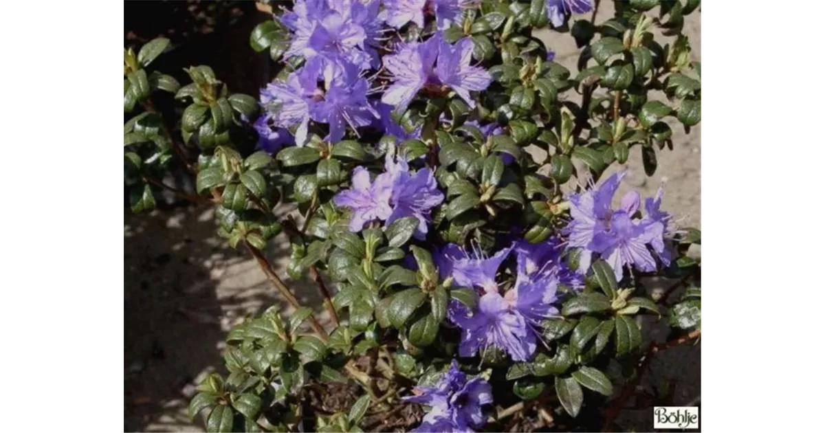 Rhododendron russatum 'Gletschernacht' - Baumschule Bhlje