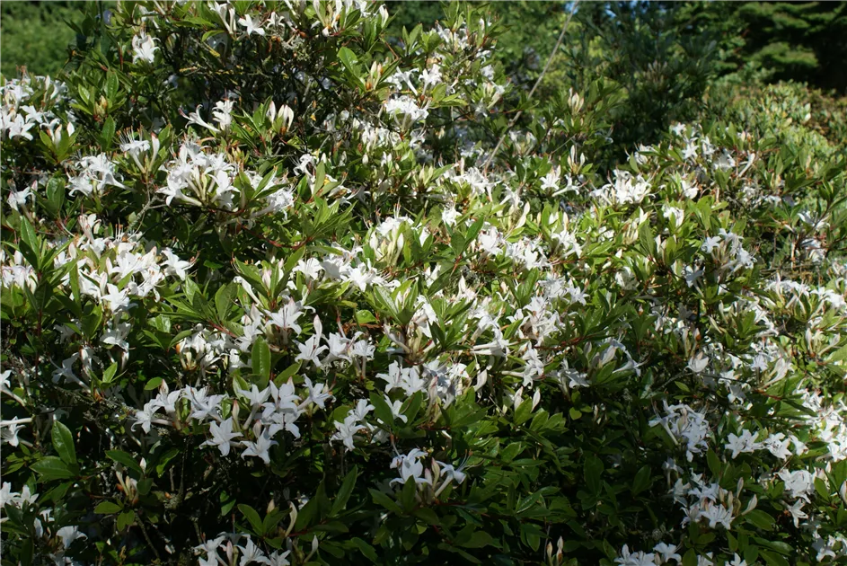 Rhododendron viscosum - Baumschule Bhlje