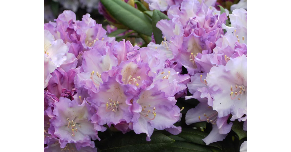 Rhododendron yak.'Caroline Allbrook' I, Yaku-Rhododendron 'Caroline  Allbrook' - Baumschule Bhlje