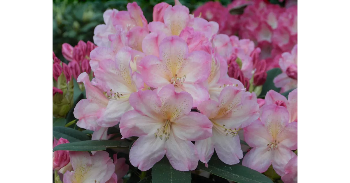 rhododendron gold bukett Rhododendron Gold Bukett 60-70cm Geel – Tuinplantkopen main image 0