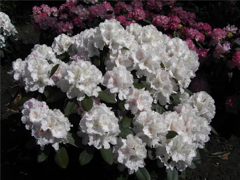 Rhododendron yak.'Schneekrone' I, Yaku-Rhododendron 'Schneekrone' -  Baumschule Bhlje