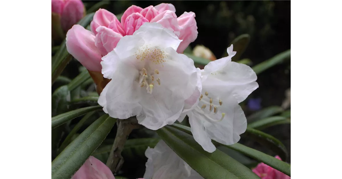 Rhododendron yak.'Schwanensee' I, Yaku-Rhododendron 'Schwanensee' -  Baumschule Bhlje