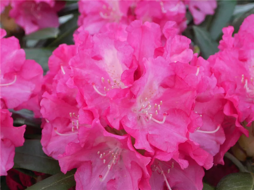 Rhododendron yak.'Sonatine' I