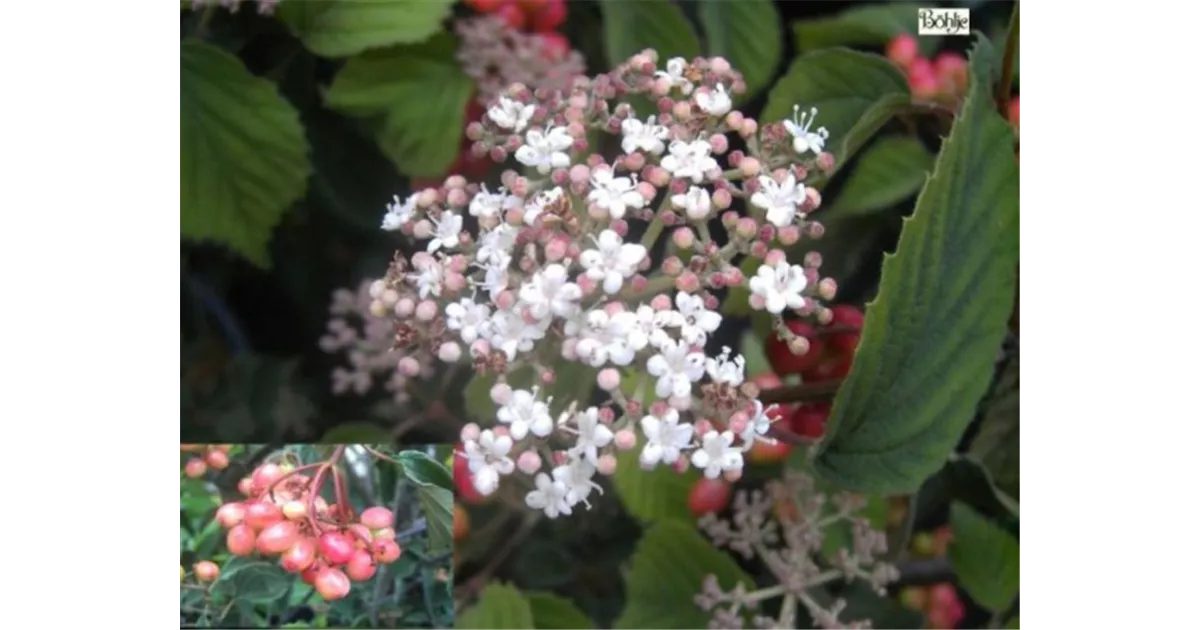 Viburnum dasyanthum - Baumschule Bhlje