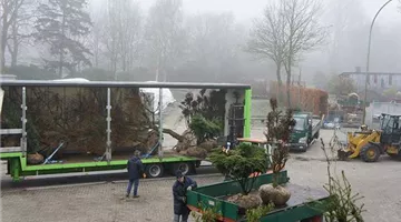 Baum Verladung.jpg