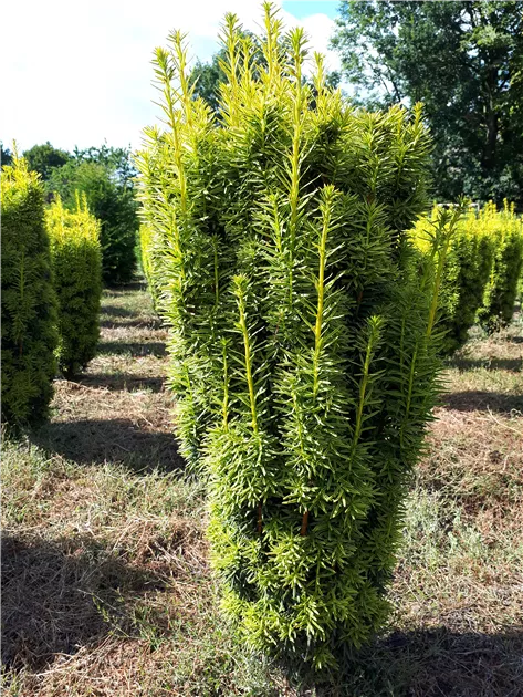 lebensbaum thuja occidentalis brabant Abendländischer Lebensbaum Brabant - Thuja occidentalis Brabant main image 0