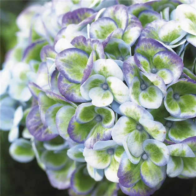 Hydrangea macrophylla 'Magical Revolution' -R-, Gartenhortensie 'Magical  Revolution' -R- - Baumschule Bhlje