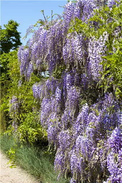 Wisteria floribunda 'Macrobotrys', Edelblauregen 'Macrobotrys' - Baumschule  Bhlje
