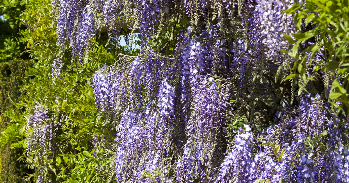 Wisteria floribunda 'Macrobotrys', Edelblauregen 'Macrobotrys' - Baumschule  Bhlje