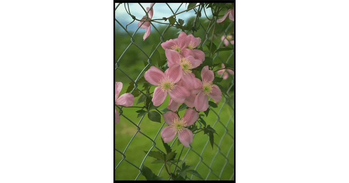 Clematis montana 'Tetrarose', Berg-Waldrebe 'Tetrarose' - Baumschule Bhlje